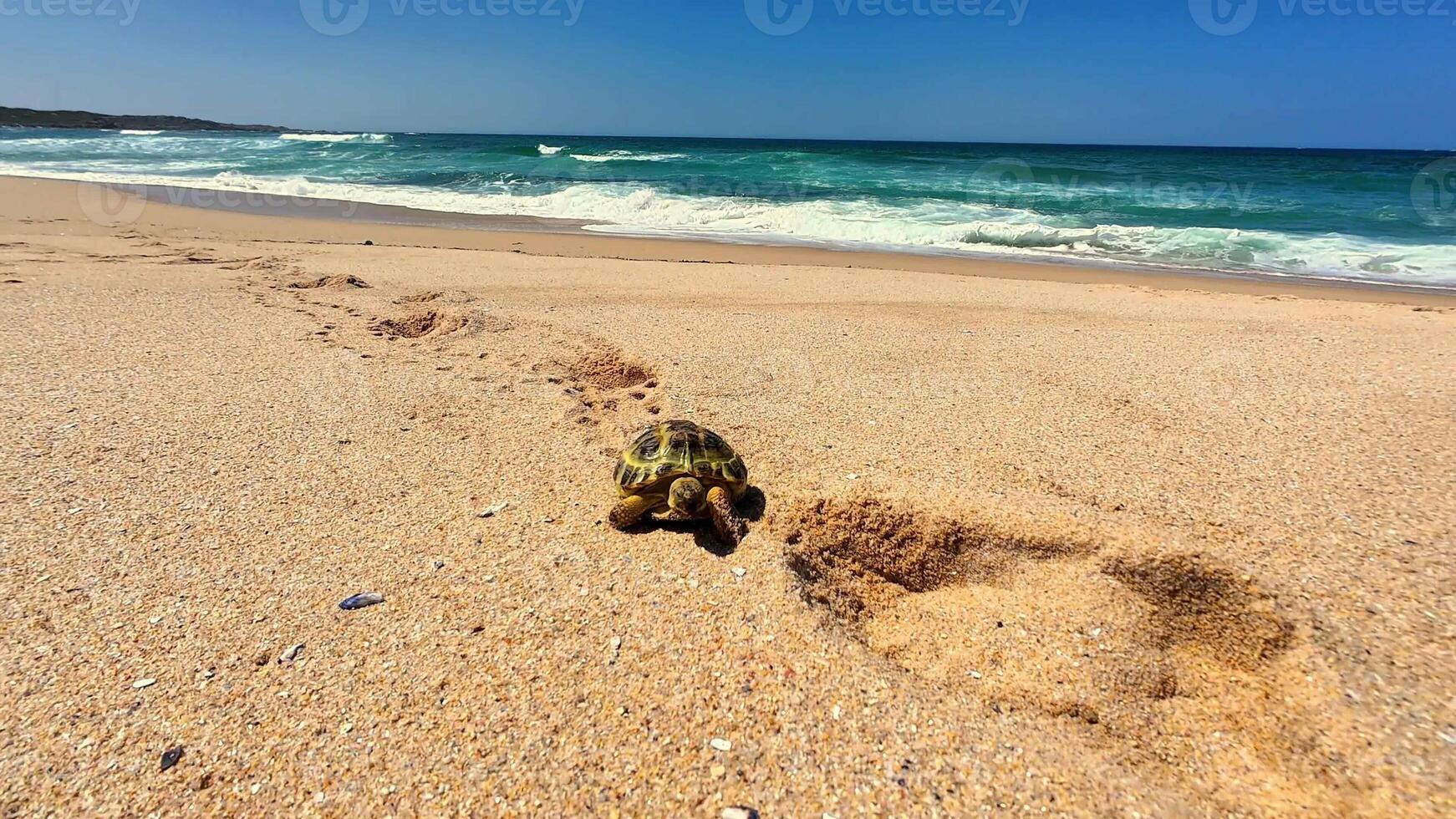 An adventurous turtle cautiously approaches the vast ocean, leaving tracks in the warm sand under a clear blue sky photo