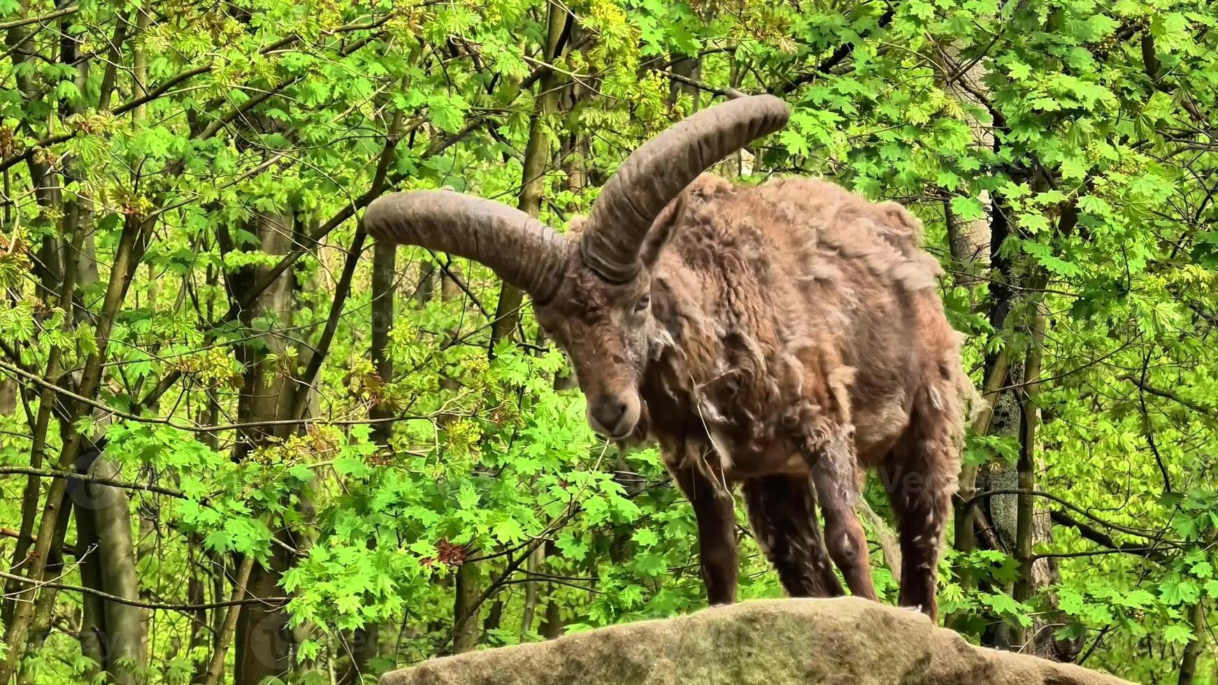 A wild goat roams through a vibrant forest, showcasing the beauty of nature and its diverse wildlife photo