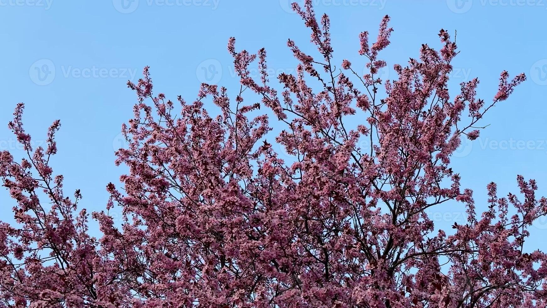 The beautiful pink blossoms of a cherry tree stand in vivid contrast against a clear blue sky overhead photo