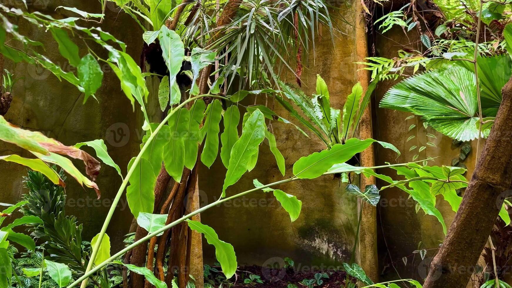 A rich and vibrant tropical jungle scene that features lush, diverse plants along with subtle wall textures photo