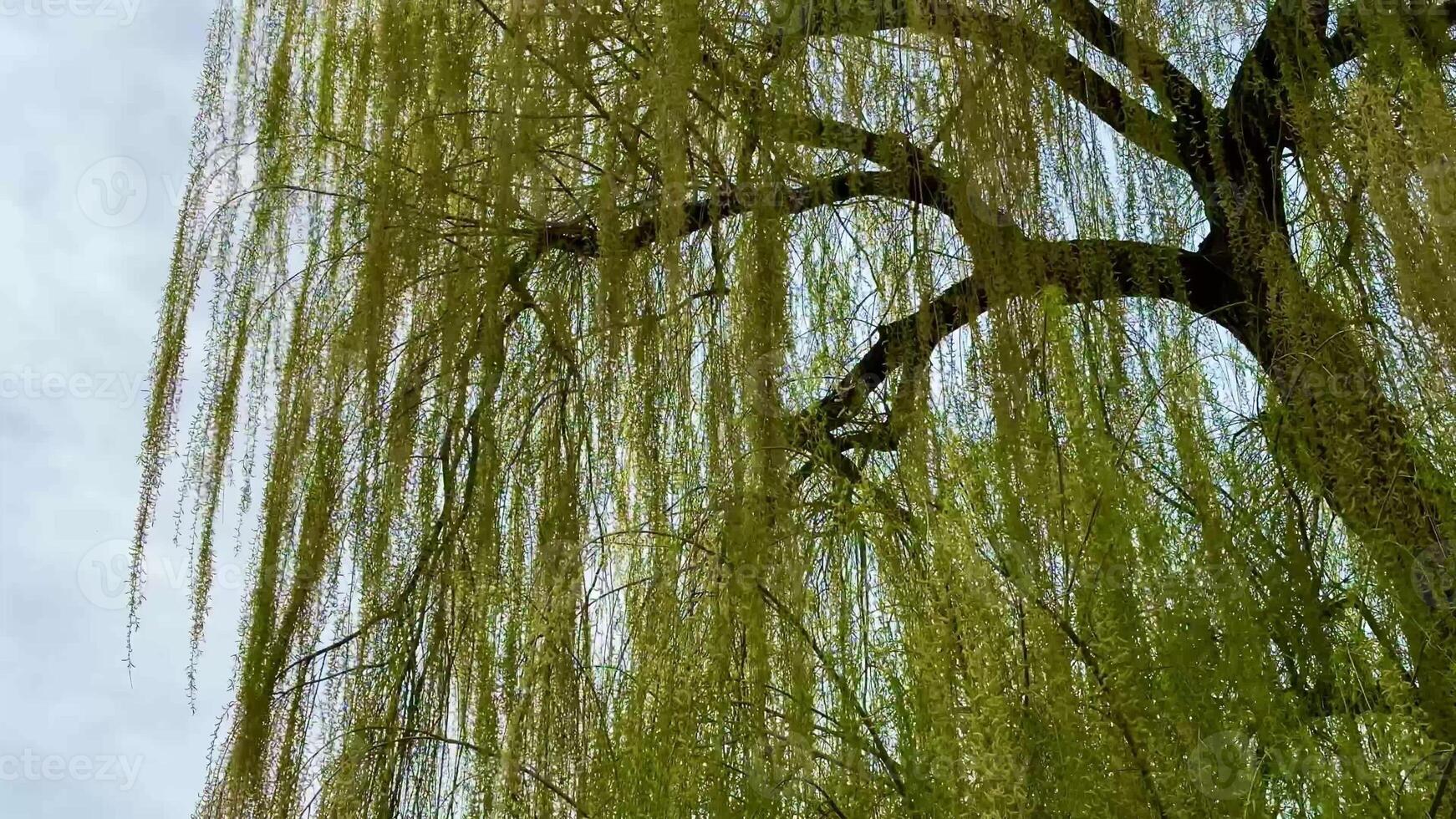 A tranquil view of a magnificent willow tree with graceful branches and vibrant green leaves exuding beauty photo