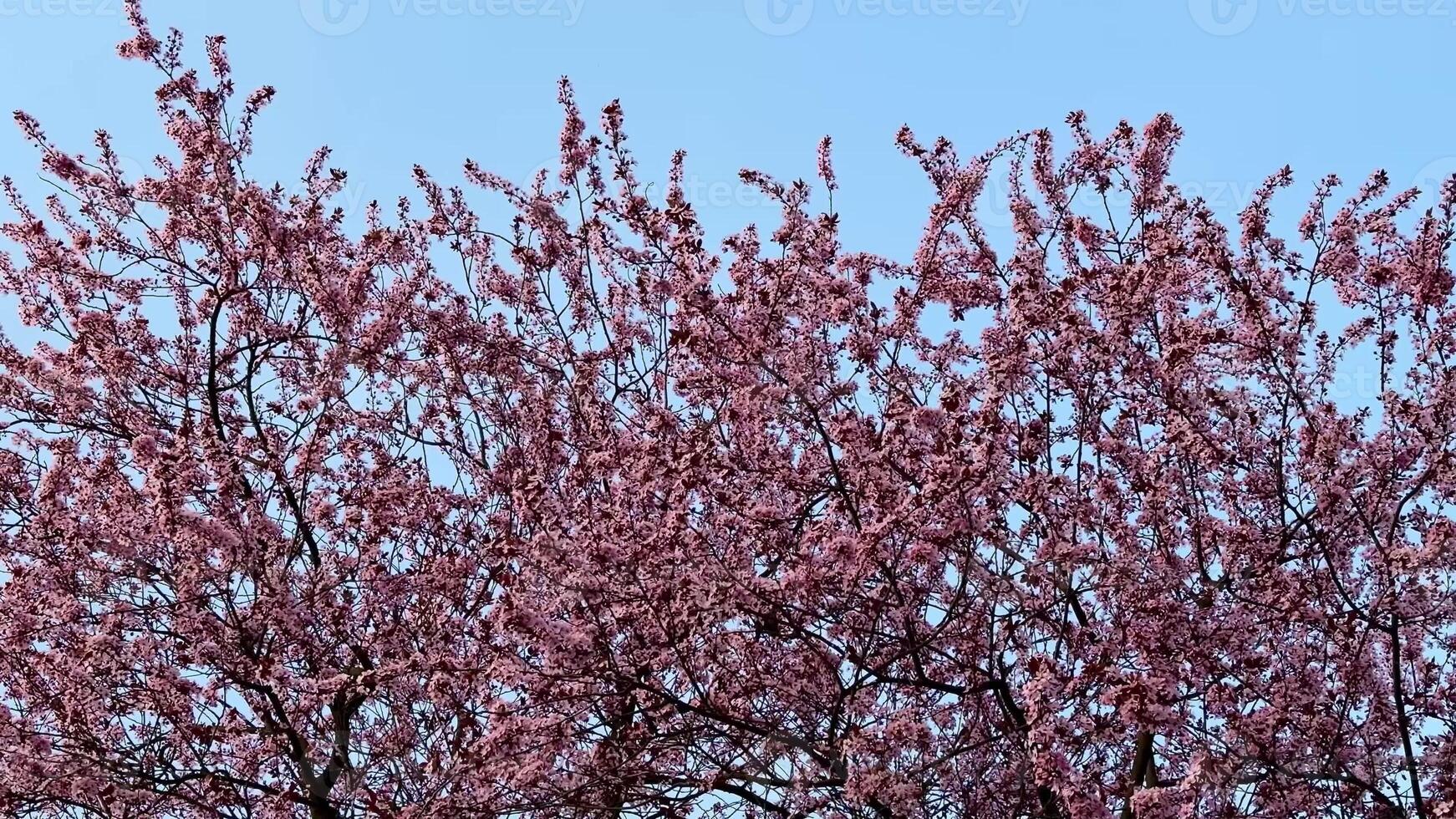 Witness a stunning and picturesque view of a blooming cherry blossom tree under a clear and bright blue sky photo