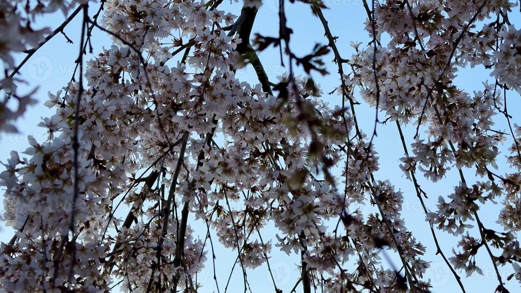 Stunning cherry blossoms sway gently against a bright blue sky, perfectly capturing the essence of beautiful spring photo