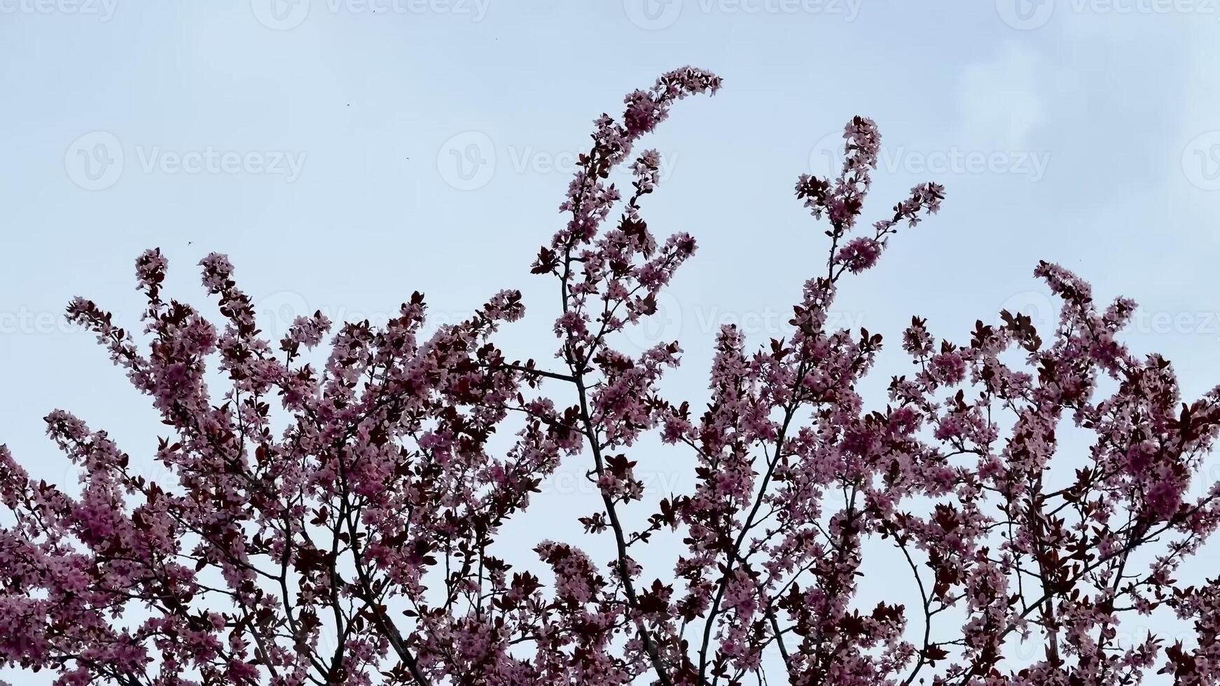 You can enjoy stunning views of blooming pink flowers beautifully set against a serene and calming sky photo