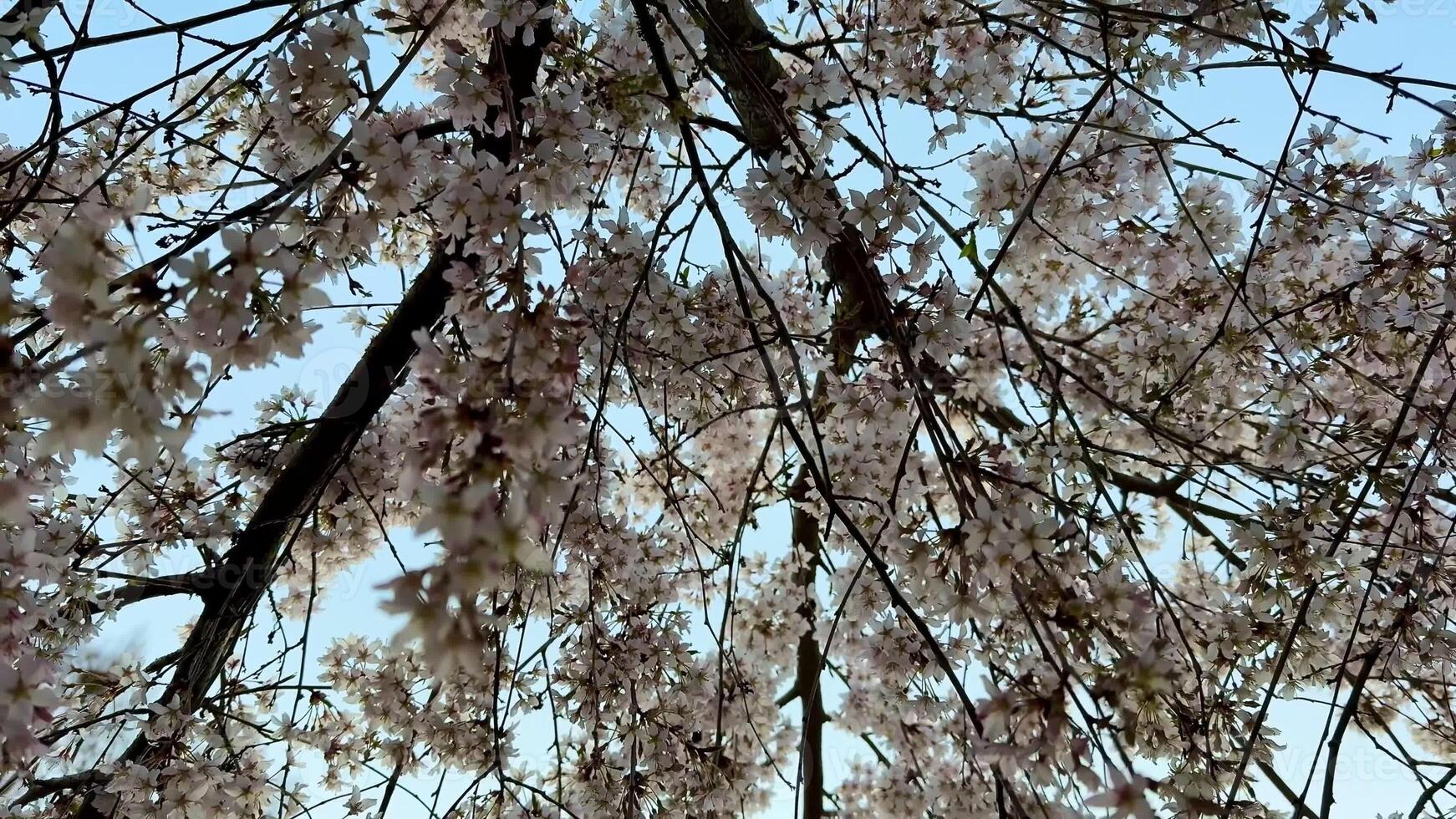 A stunning view of cherry blossoms beautifully framing an expansive serene blue sky on a lovely spring day photo