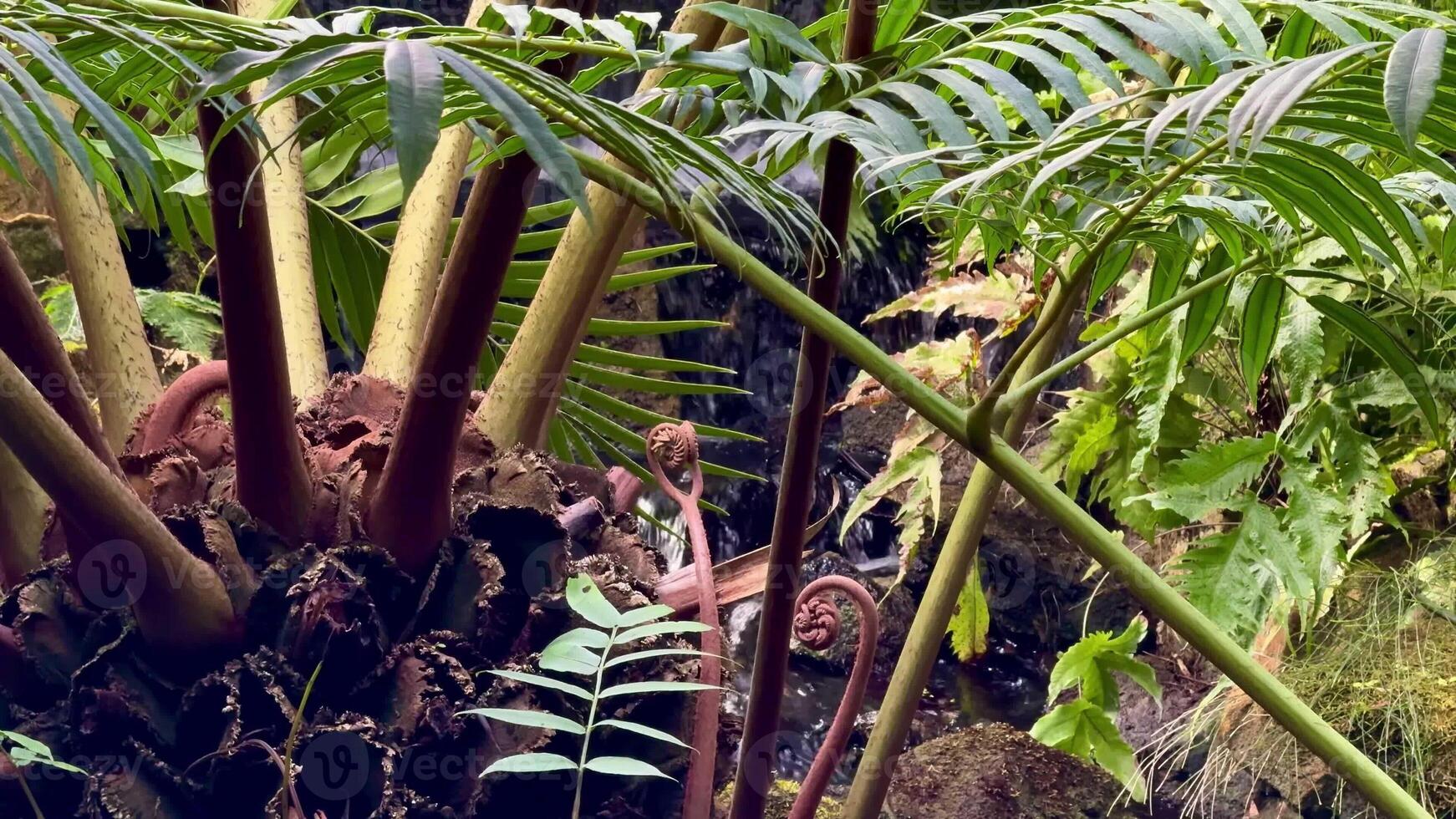 Explore the vibrant world of exotic tropical plants with stunning greenery in a serene, peaceful setting photo