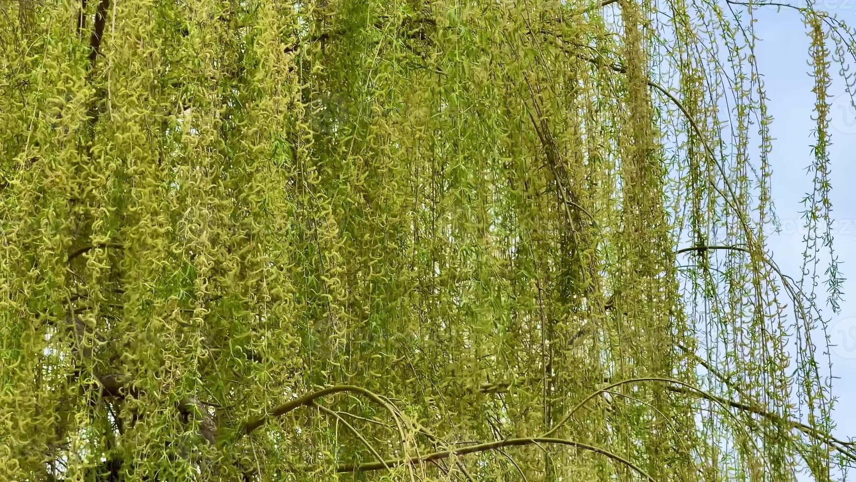 A stunning view of the cascading green weeping willow branches gracefully swaying under a bright blue sky photo