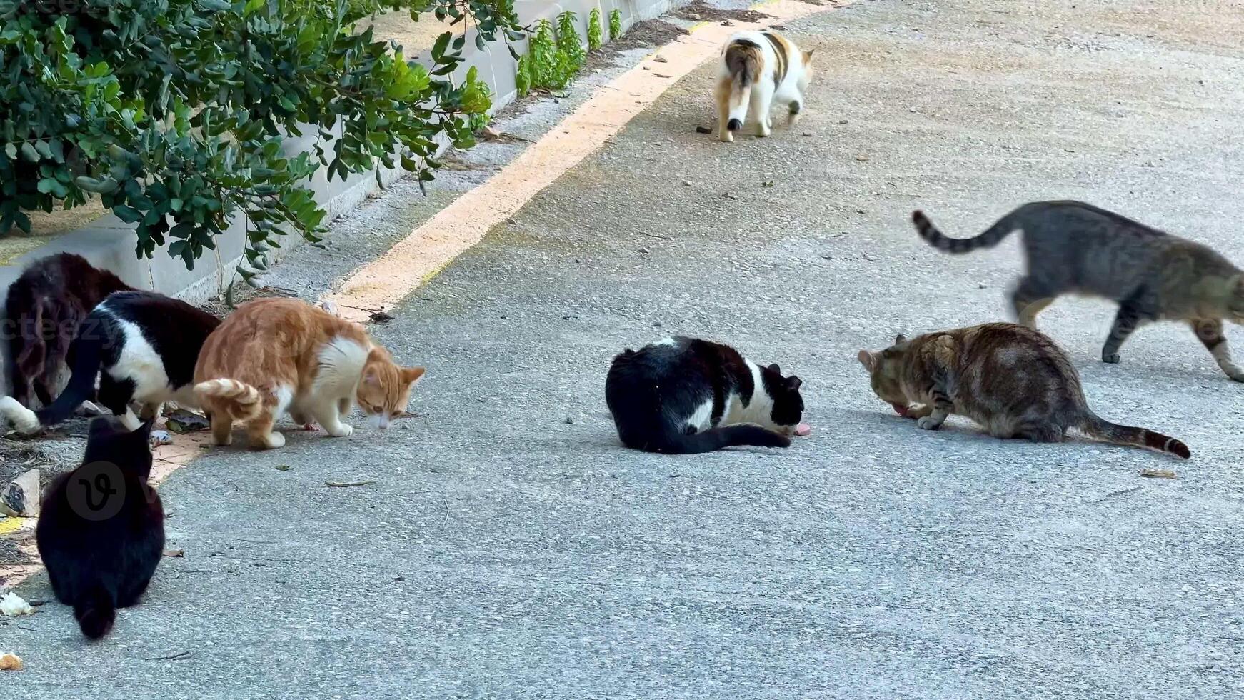 A group of various cats can be seen gathering on the street, happily sharing a meal in a cozy outdoor setting photo