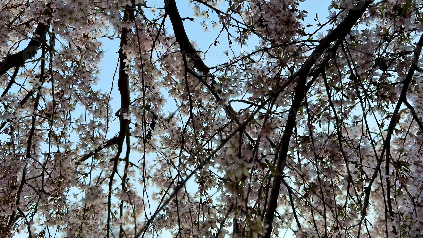 The stunning cherry blossoms create a breathtaking view with their branches framed against a bright blue sky photo