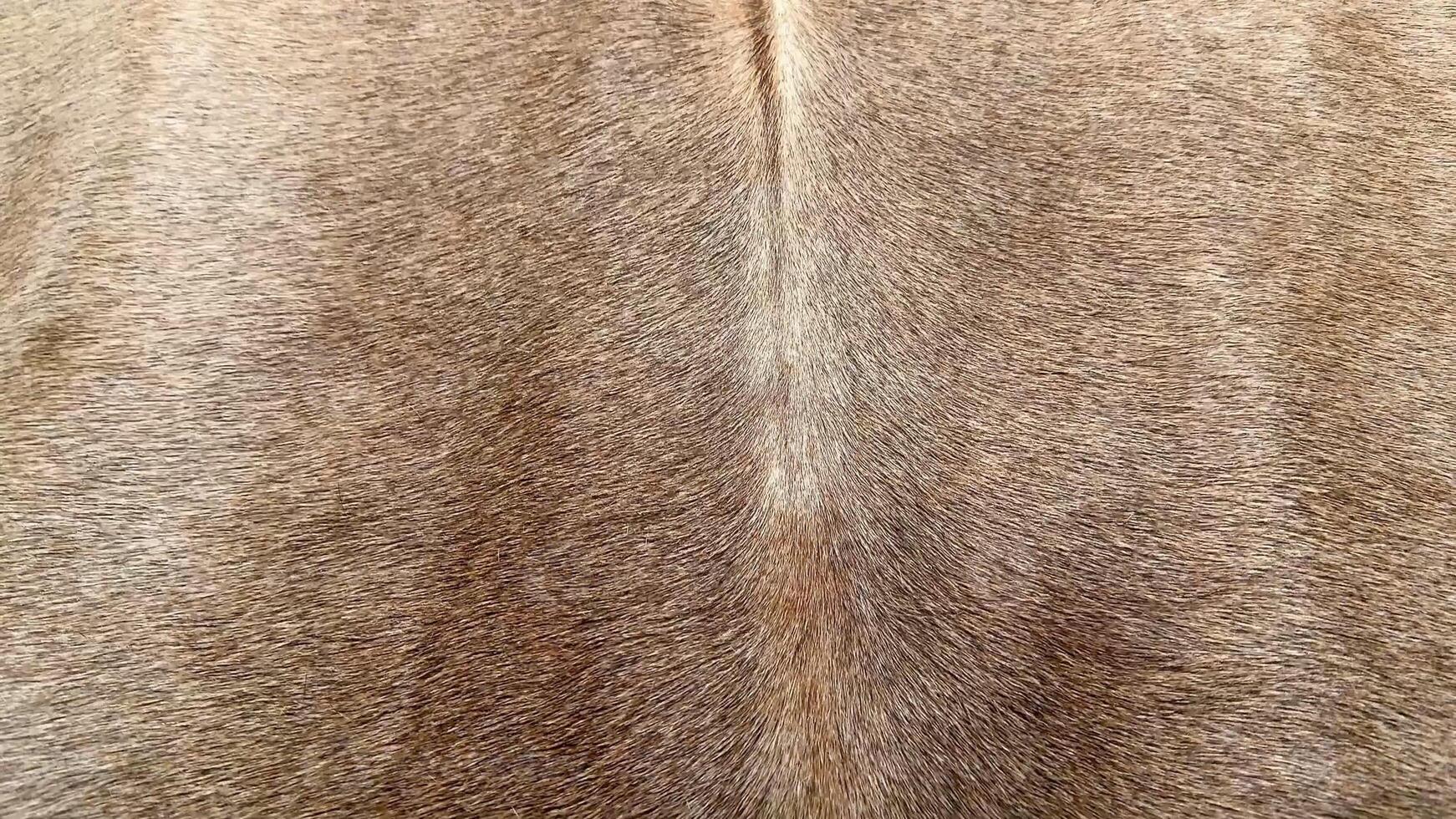 A detailed view captures the soft, brown fur, showcasing its rich texture and unique pattern variations photo