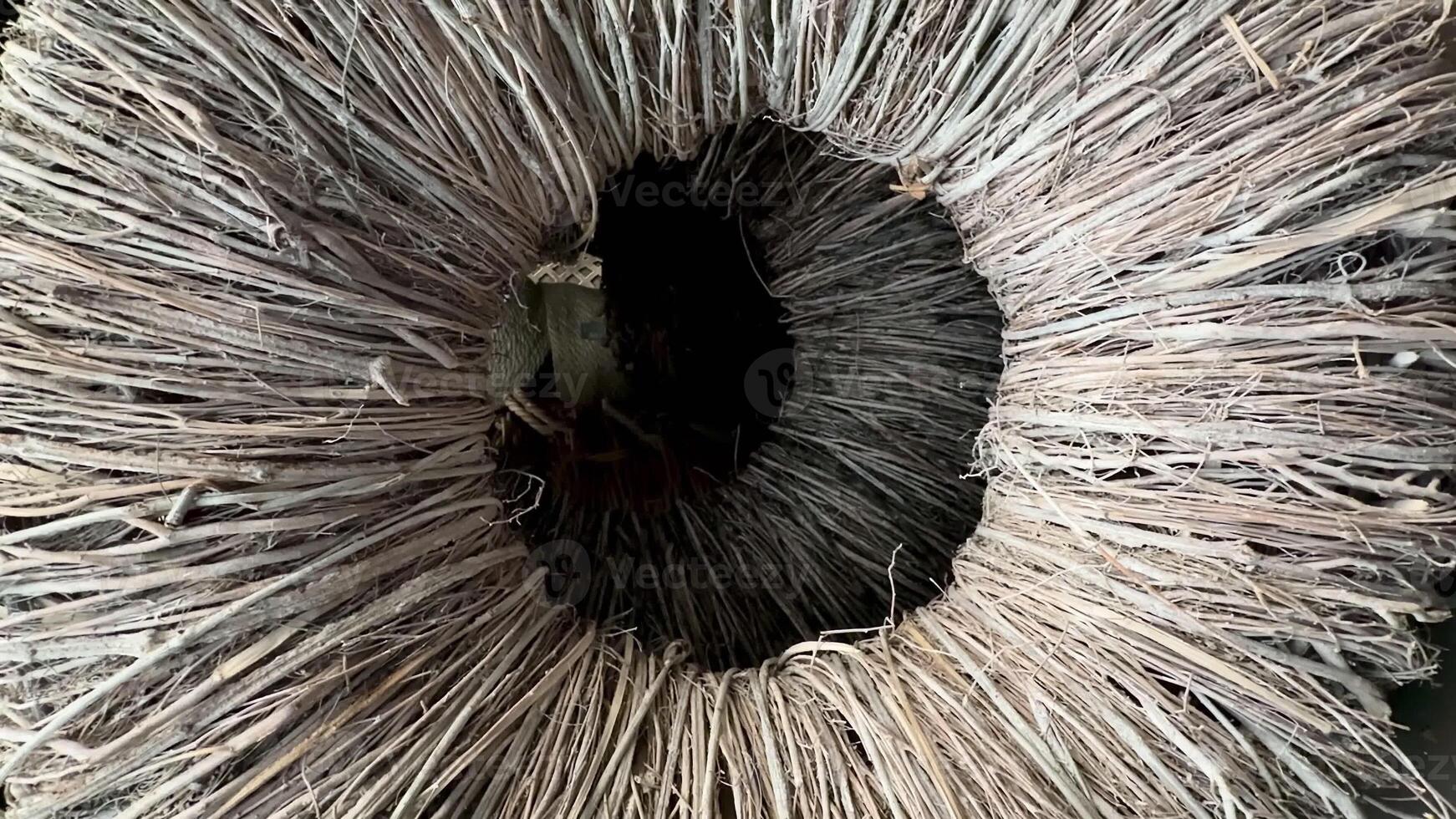 This is a detailed view that showcases the intricate fibers, unique texture, and beauty of a natural material photo