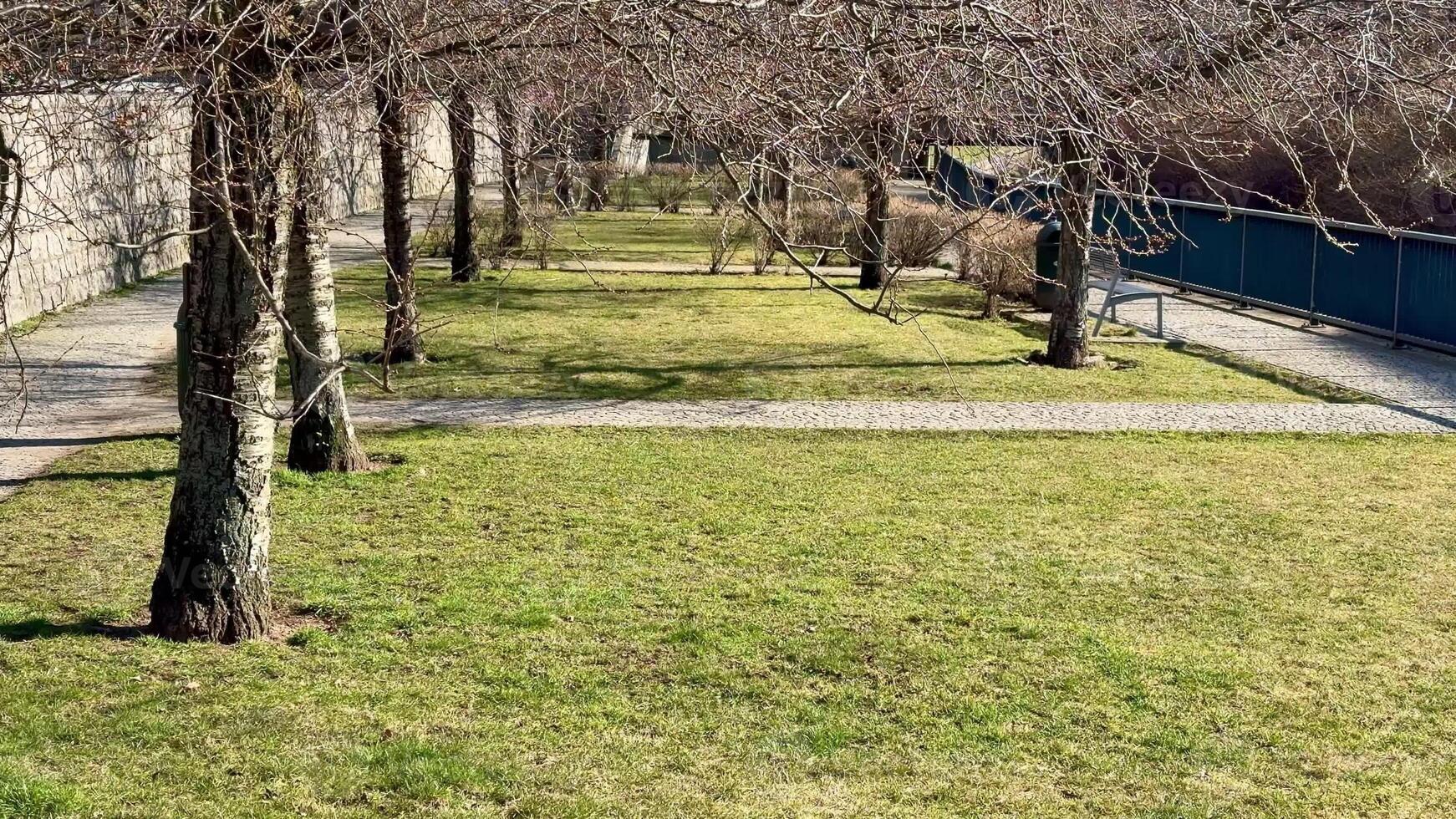 A tranquil and peaceful view of a beautiful park path lined with leafless trees on a bright sunny spring day photo