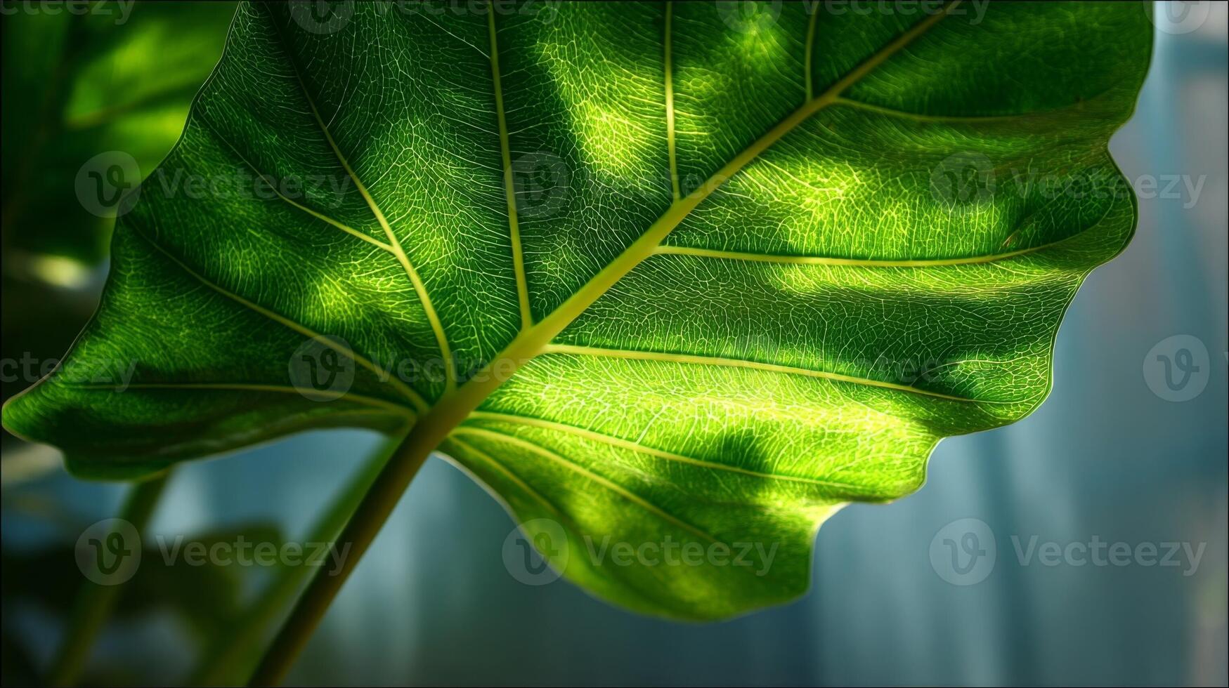 Close Up of a Backlit Green Leaf Showing Detailed Veins and Texture photo