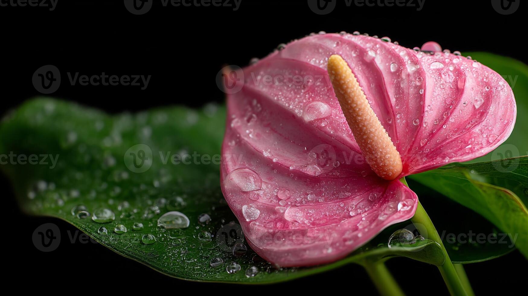 Pink Anthurium Flower with Water Drops on Dark Background photo
