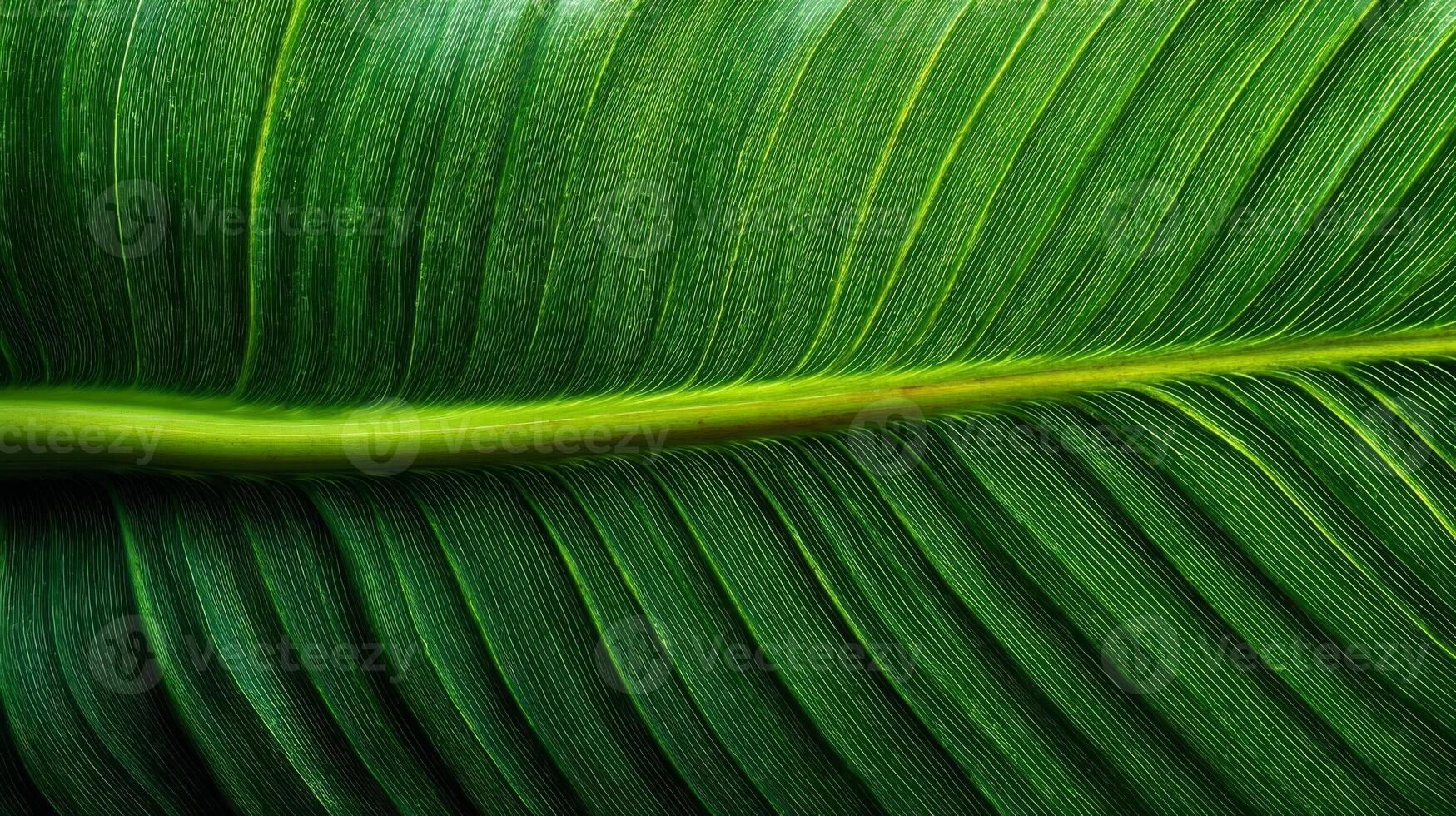 Closeup of Green Leaf Texture with Visible Veins photo