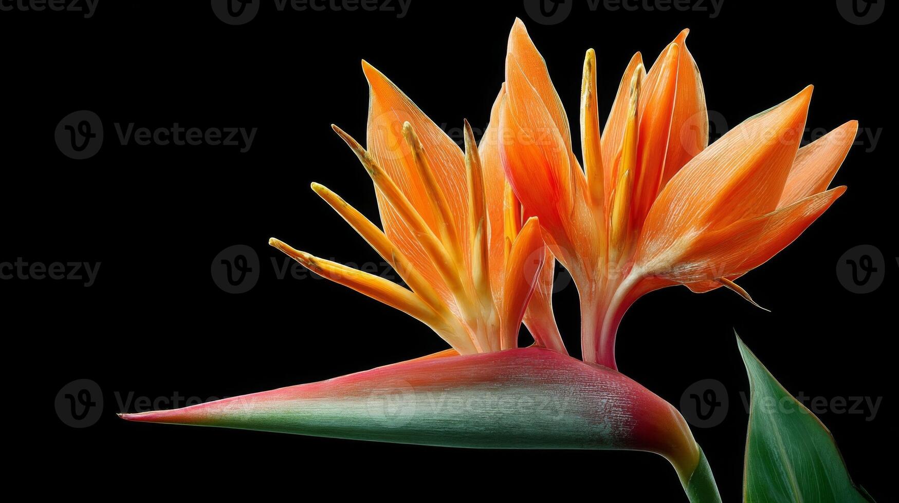 Orange Bird of Paradise Flower Close Up photo