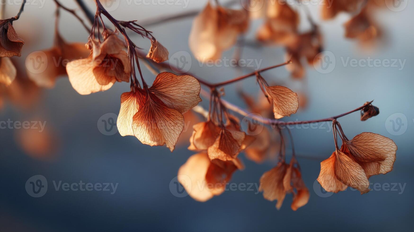 Dried Plant Seeds on Branch, Close-Up photo