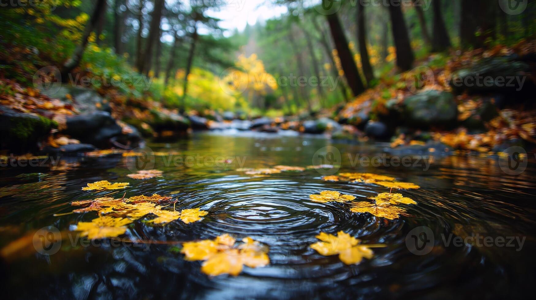 Autumn Leaves Floating on a Dark Stream in a Forest photo