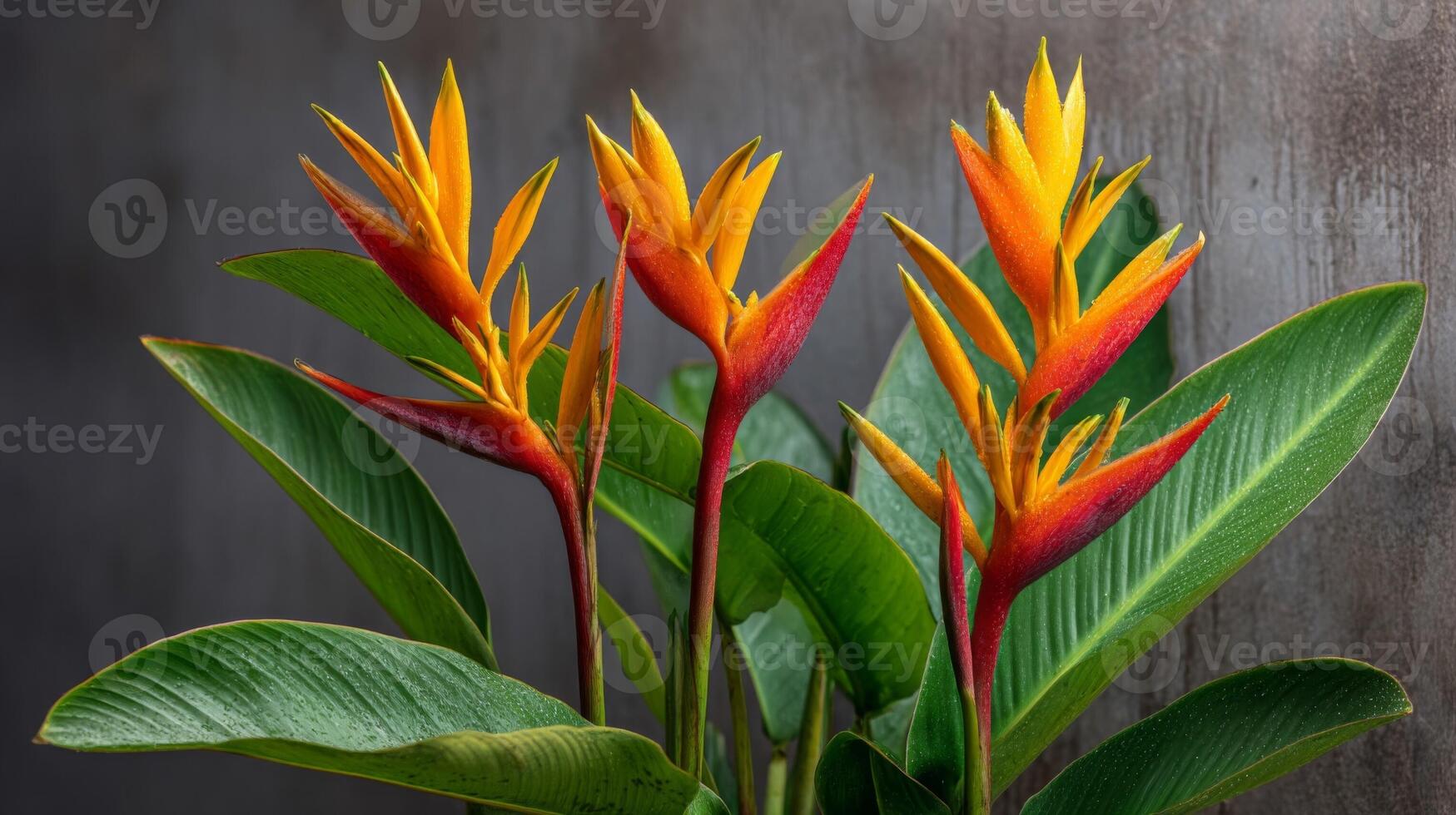 Vibrant Orange and Red Heliconia Flowers with Water Droplets photo