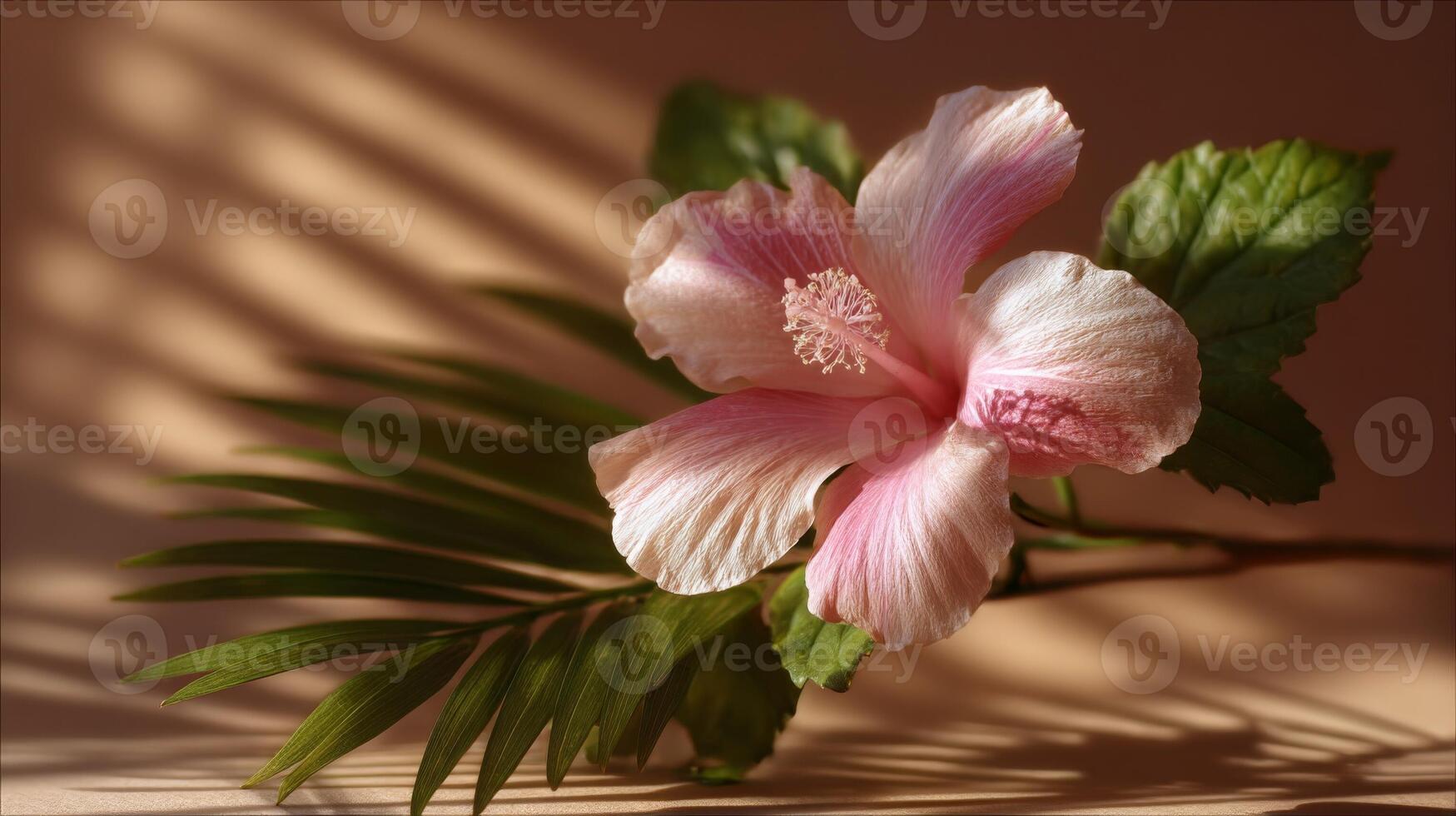 Pink Hibiscus Flower with Green Leaves in Soft Light photo