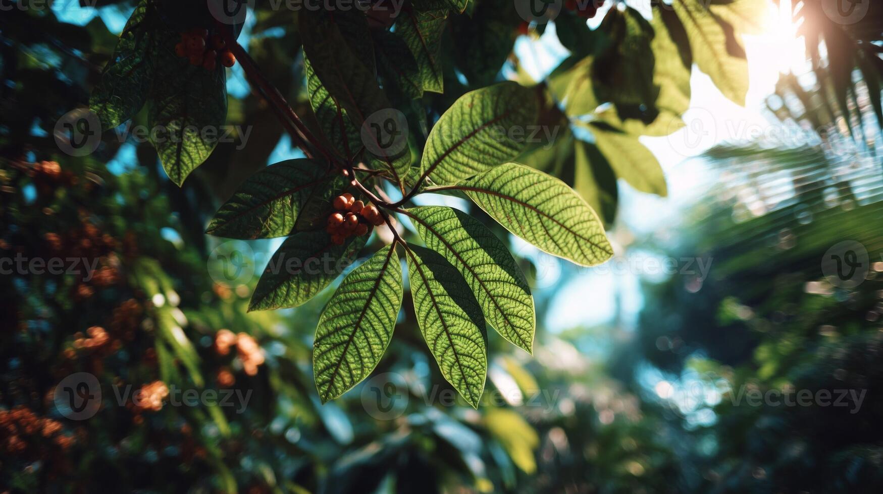Closeup of Lush Green Leaves in Sunlight photo