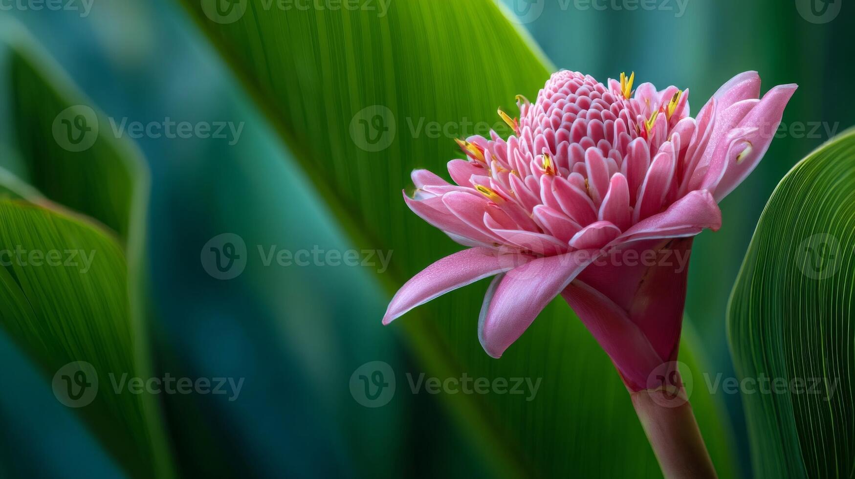 Pink Tropical Flower Closeup with Lush Green Leaves photo