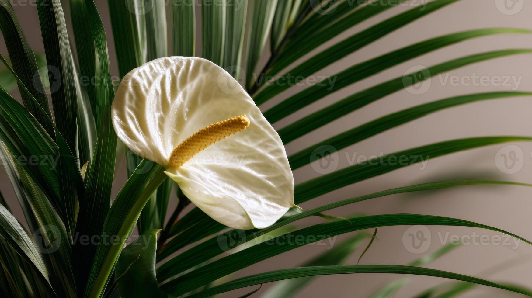 White Anthurium Flower with Green Palm Leaves photo