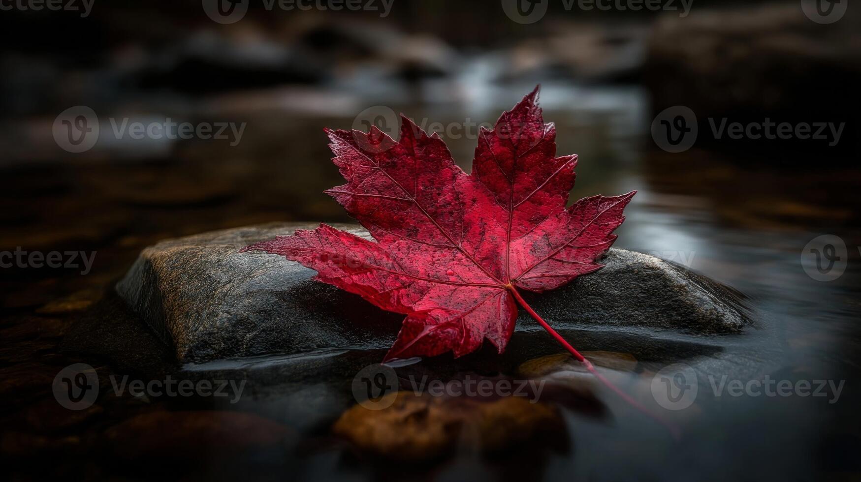 Red Maple Leaf on Rock in Autumn Stream photo