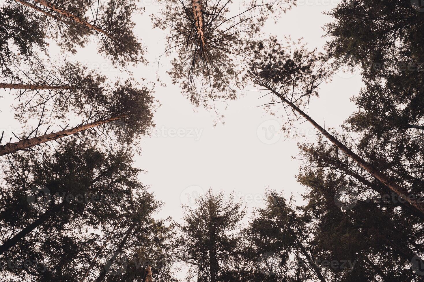 Christmas trees Pine coniferous forest bottom view to sky photo