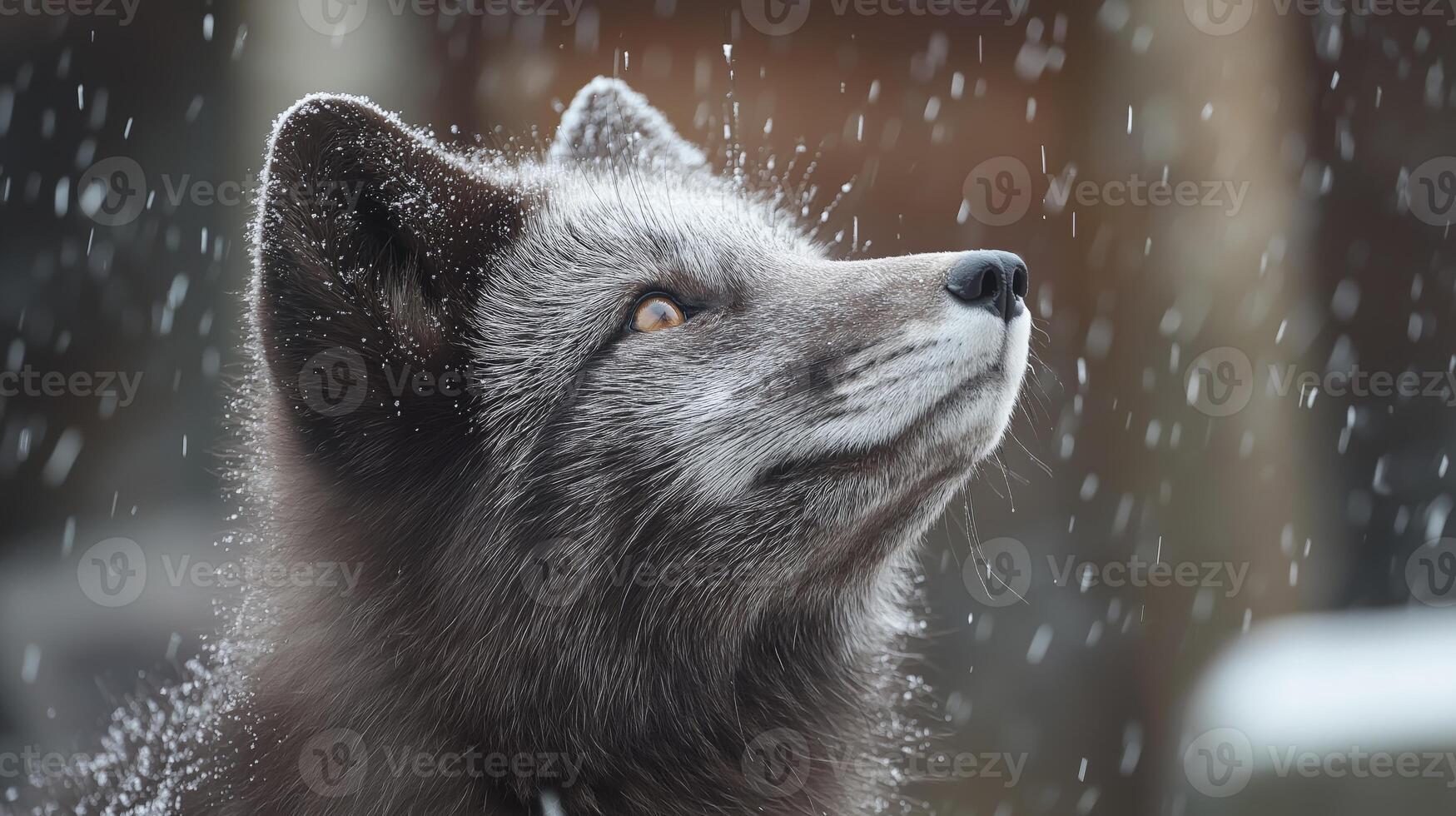 Snowflakes fall softly around a curious arctic fox, which looks up in a tranquil winter setting. photo