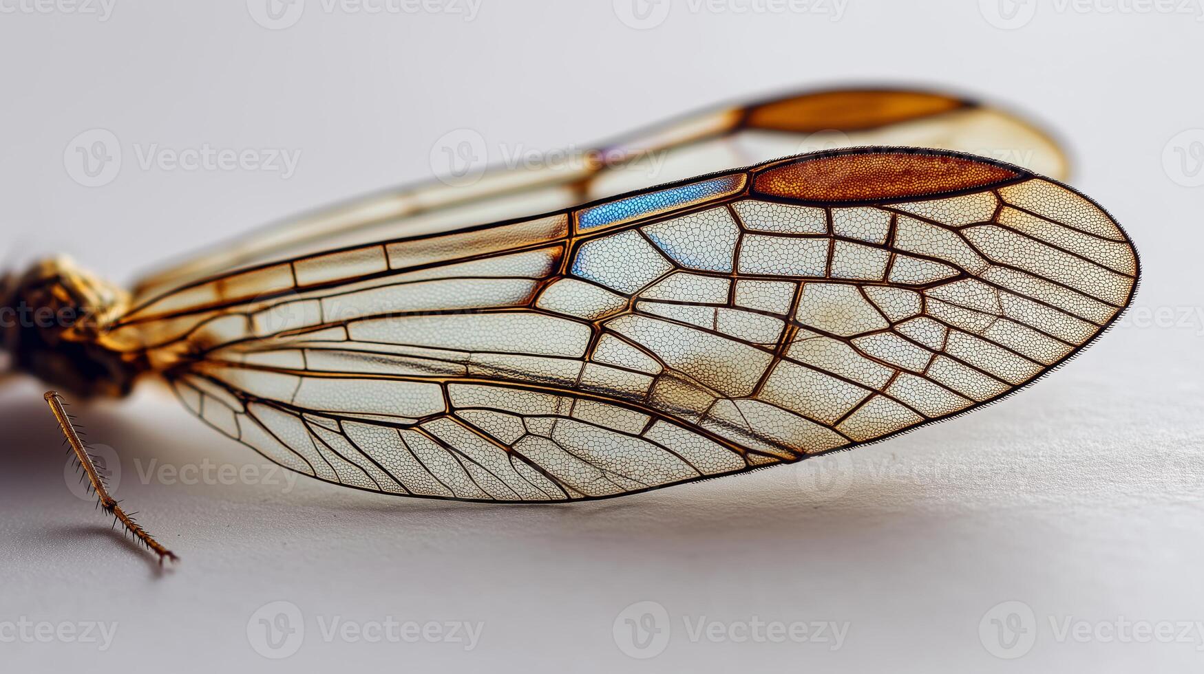 Delicate insect wings display intricate patterns and textures against a light background. photo