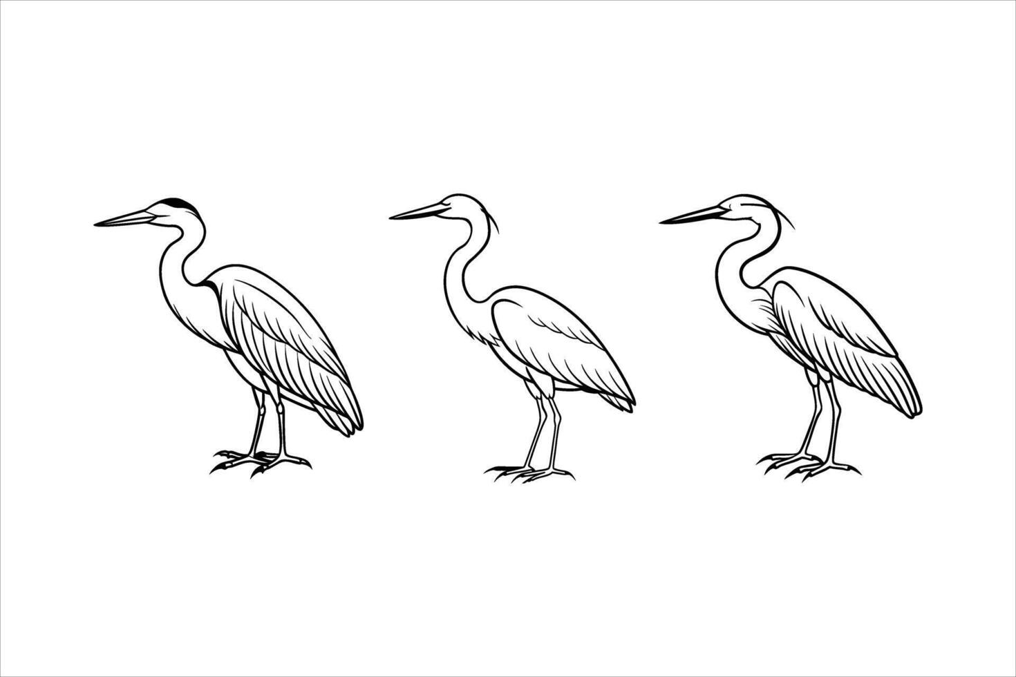 Three Grey Heron Line Drawings Bird Illustrations Black White vector