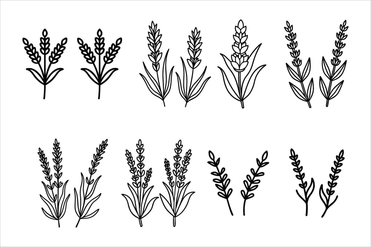 Black and White Lavender Line Art Collection Botanical Illustrations vector