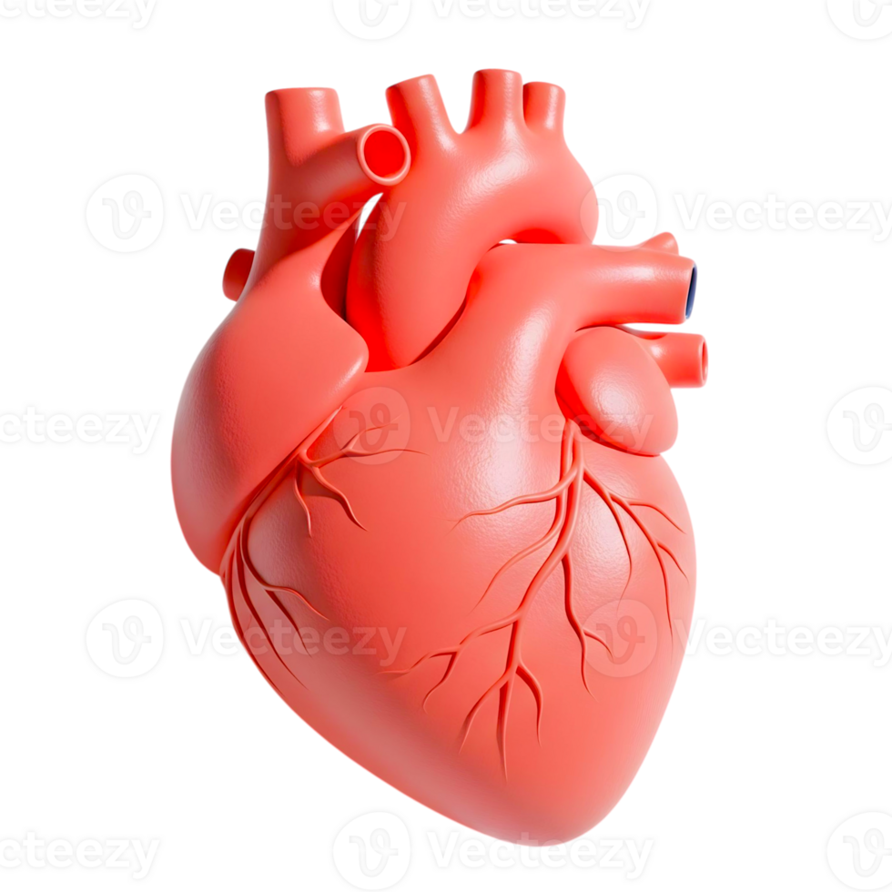 3D red heart organ in cheerful and fun design png