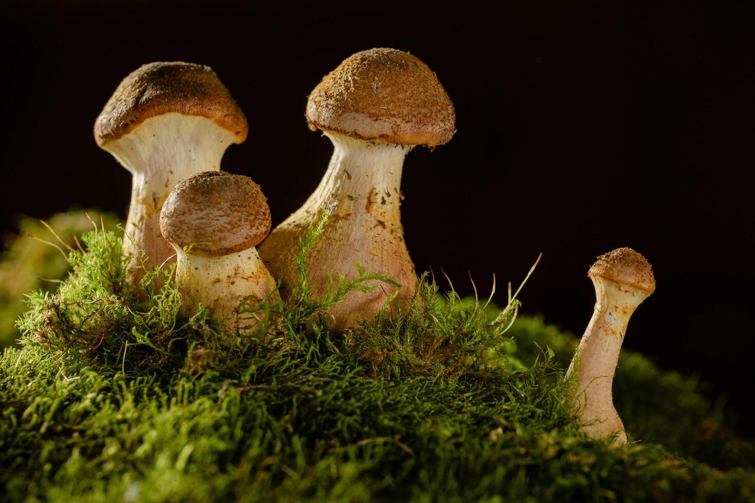 Cluster of Mushrooms on Moss photo