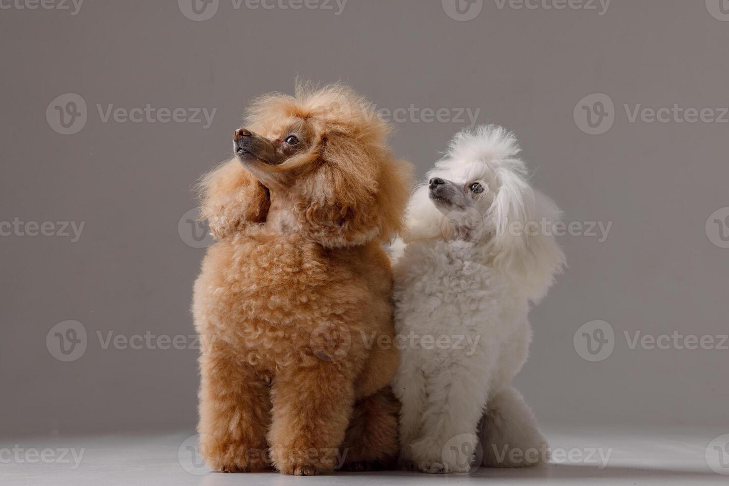 White and apricot poodles sitting calmly, side view on gray background, studio lighting photo
