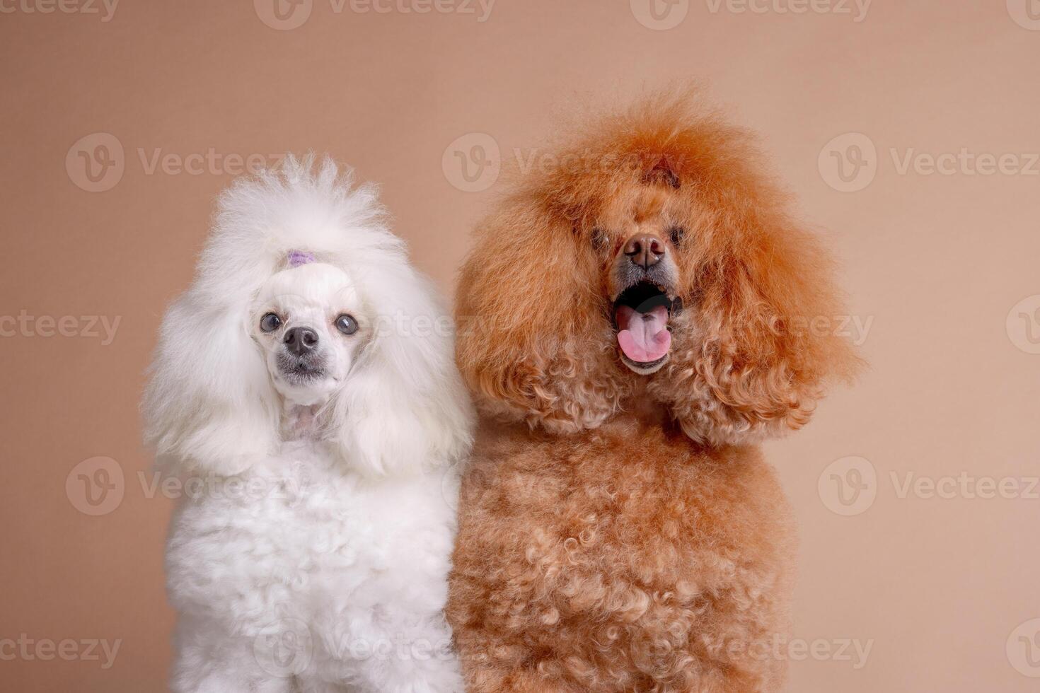 Groomed poodles posing together, white and apricot coats, isolated on neutral beige background photo
