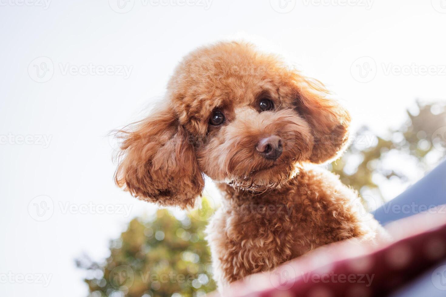 Adorable poodle with curious look and fluffy ears under bright sky and trees. photo