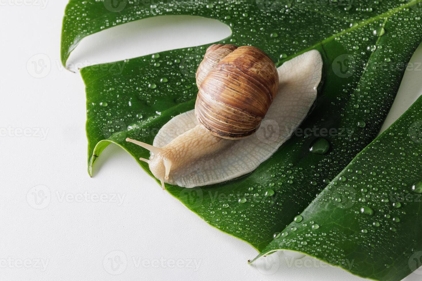 Close-up of a brown garden snail slowly crawling across a wet monstera leaf with dew, placed on a white background, symbolizing calm nature, moisture, and eco balance. photo