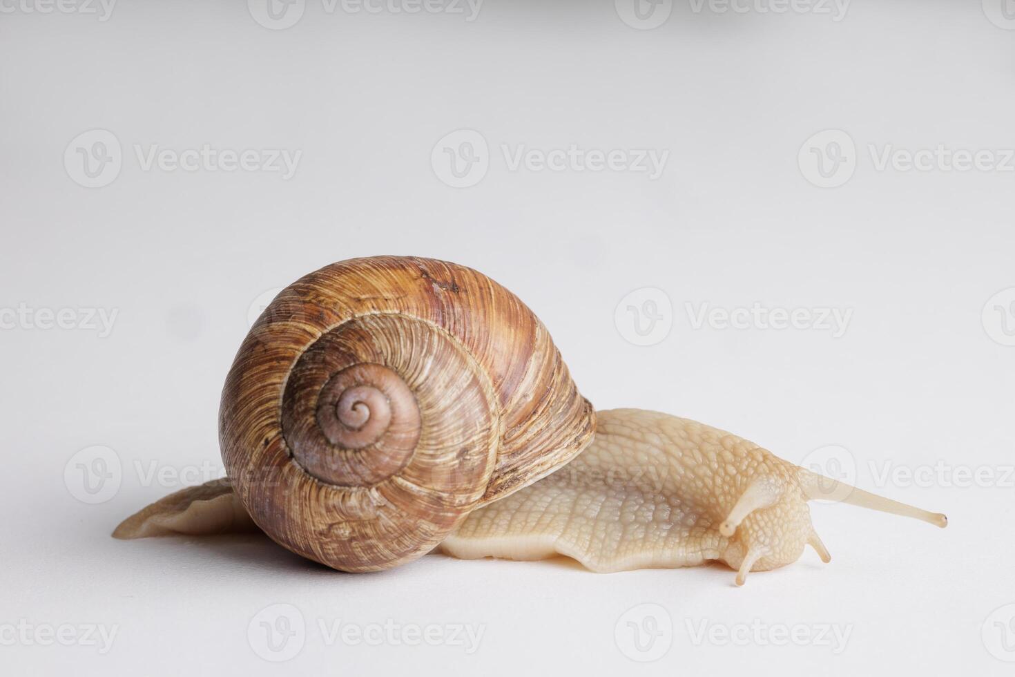 Macro close-up of a brown snail isolated on a clean white background. Detailed view of the spiral shell and soft texture of the snail body in minimal natural style. photo