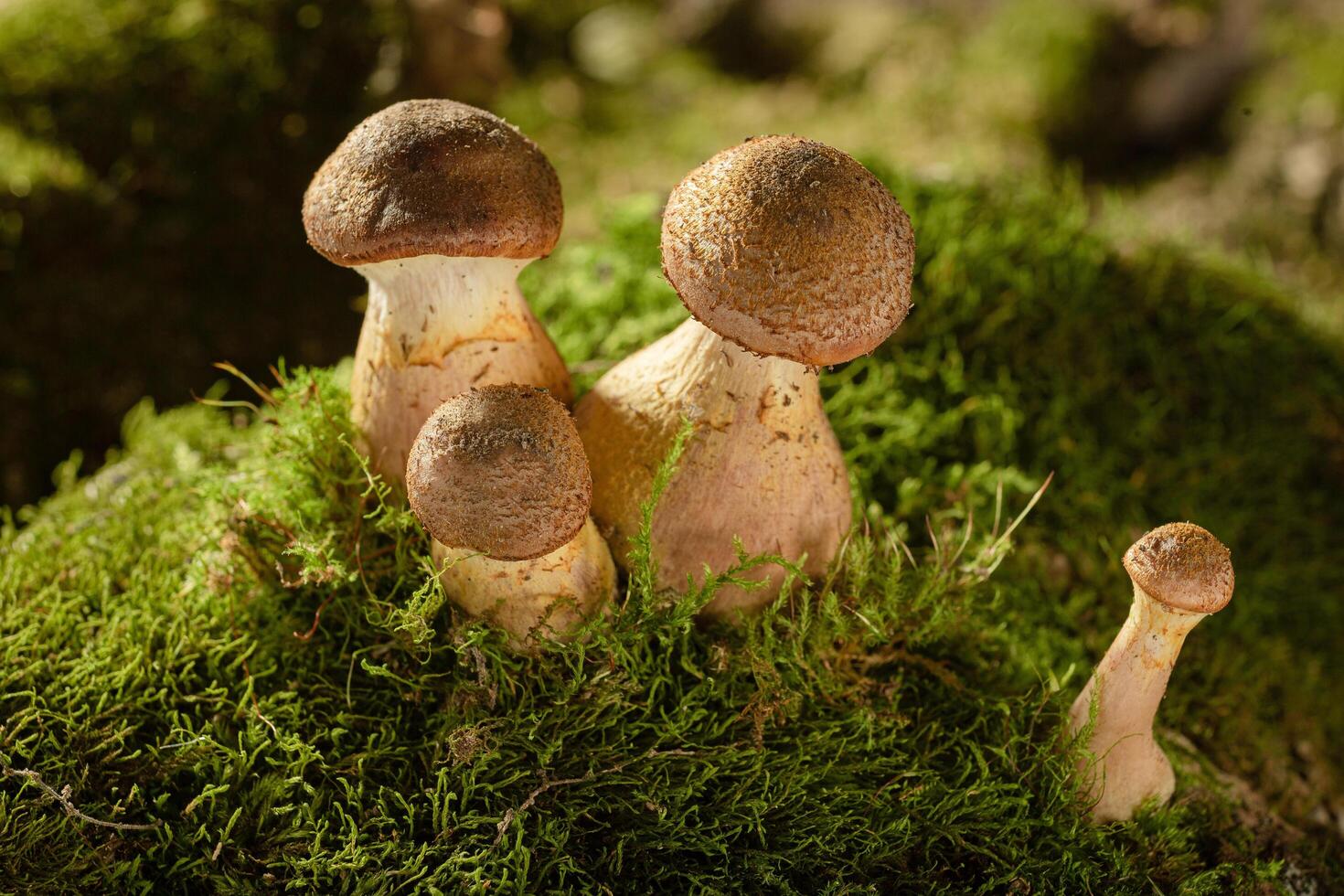Cluster of Mushrooms on Moss, honey mushrooms in the forest photo