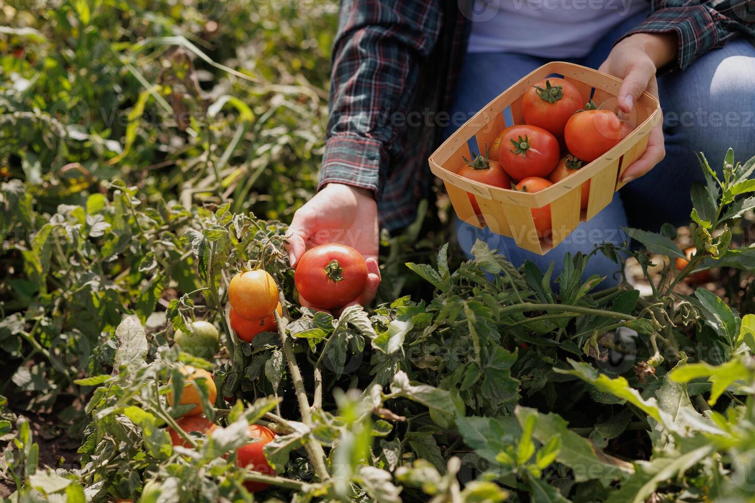 Farmer harvesting ripe red tomatoes by hand into a wooden basket during a sunny day on an organic farm. Fresh vegetables and sustainable agriculture concept. photo