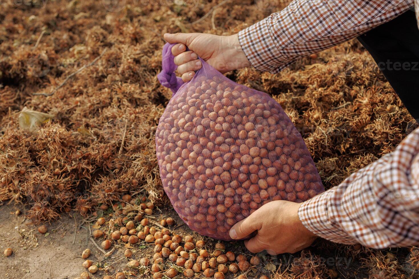 Fresh Hazelnuts Harvested and Collected in Mesh Bag During Autumn Farm Harvesting Season photo