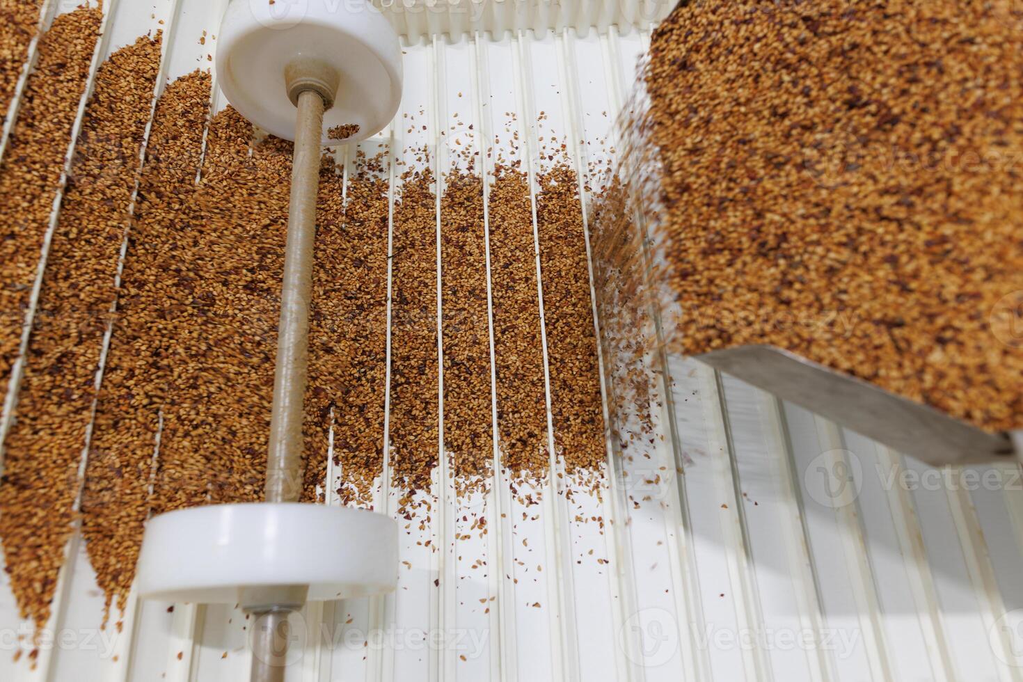 Conveyor Line for Automated Grain Processing and Sorting in Modern Food Industry Factory photo