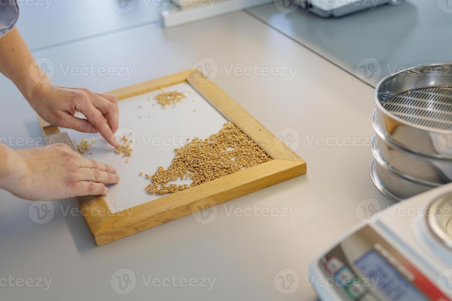Laboratory Analysis and Quality Control of Wheat Grains by Hand in Modern Agricultural Laboratory photo