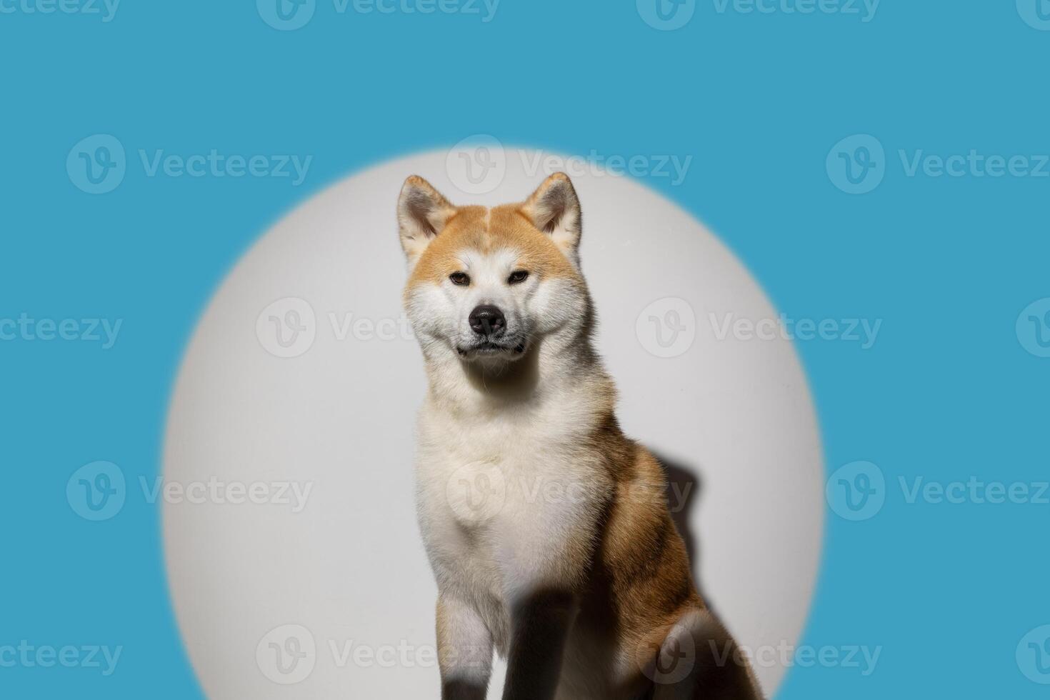 Husky dog on a clean background, close up, photo