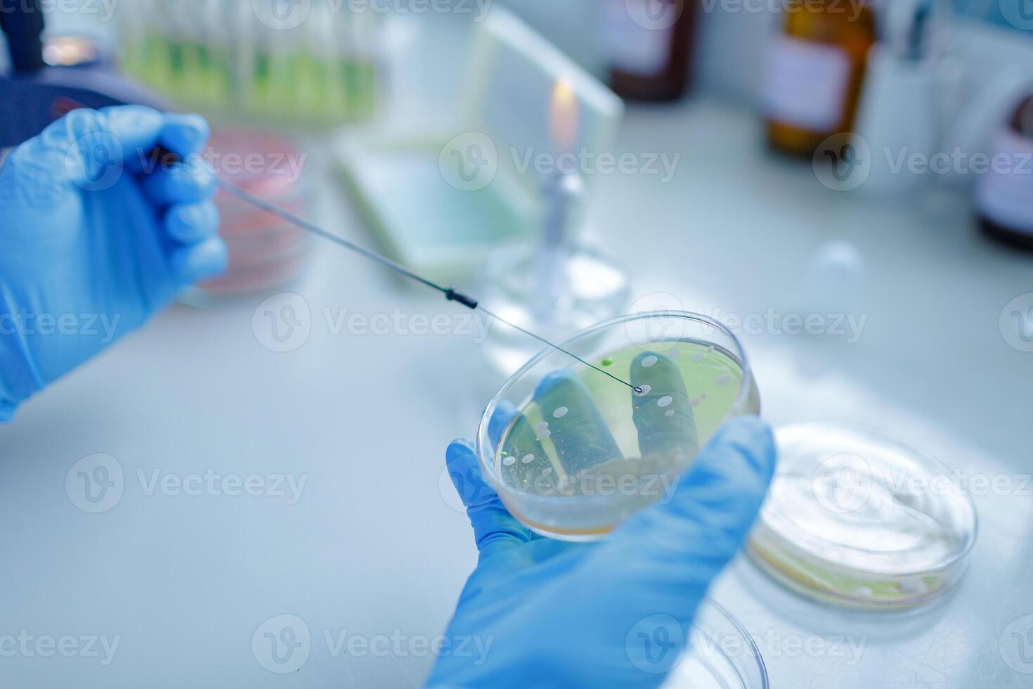 Microbiologist Inoculating Petri Dish with Bacteria for Scientific Research and Laboratory Diagnostics photo
