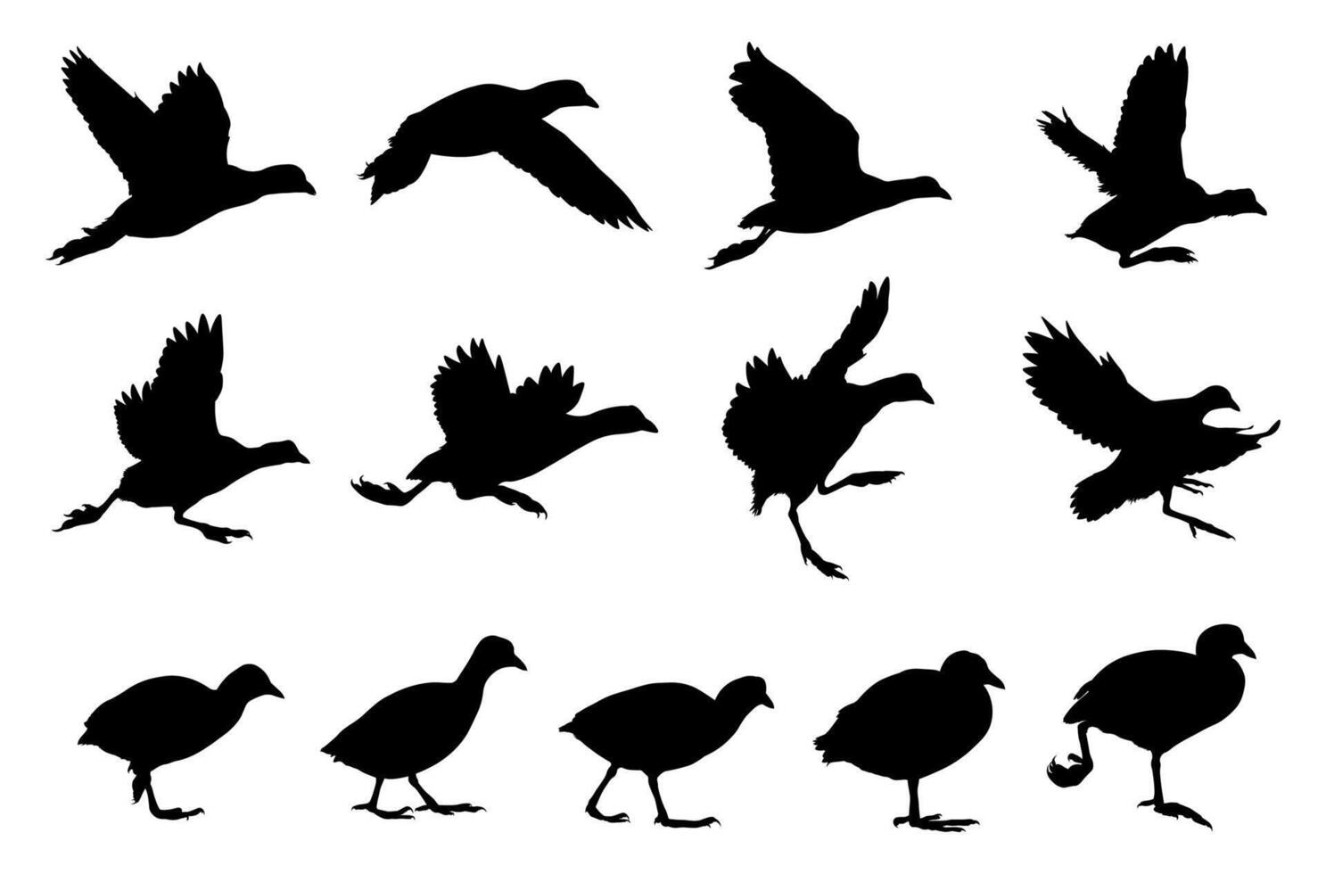 Set of Coot Eurasian Bird Silhouettes. Waterfowl Black Silhouette Collection vector