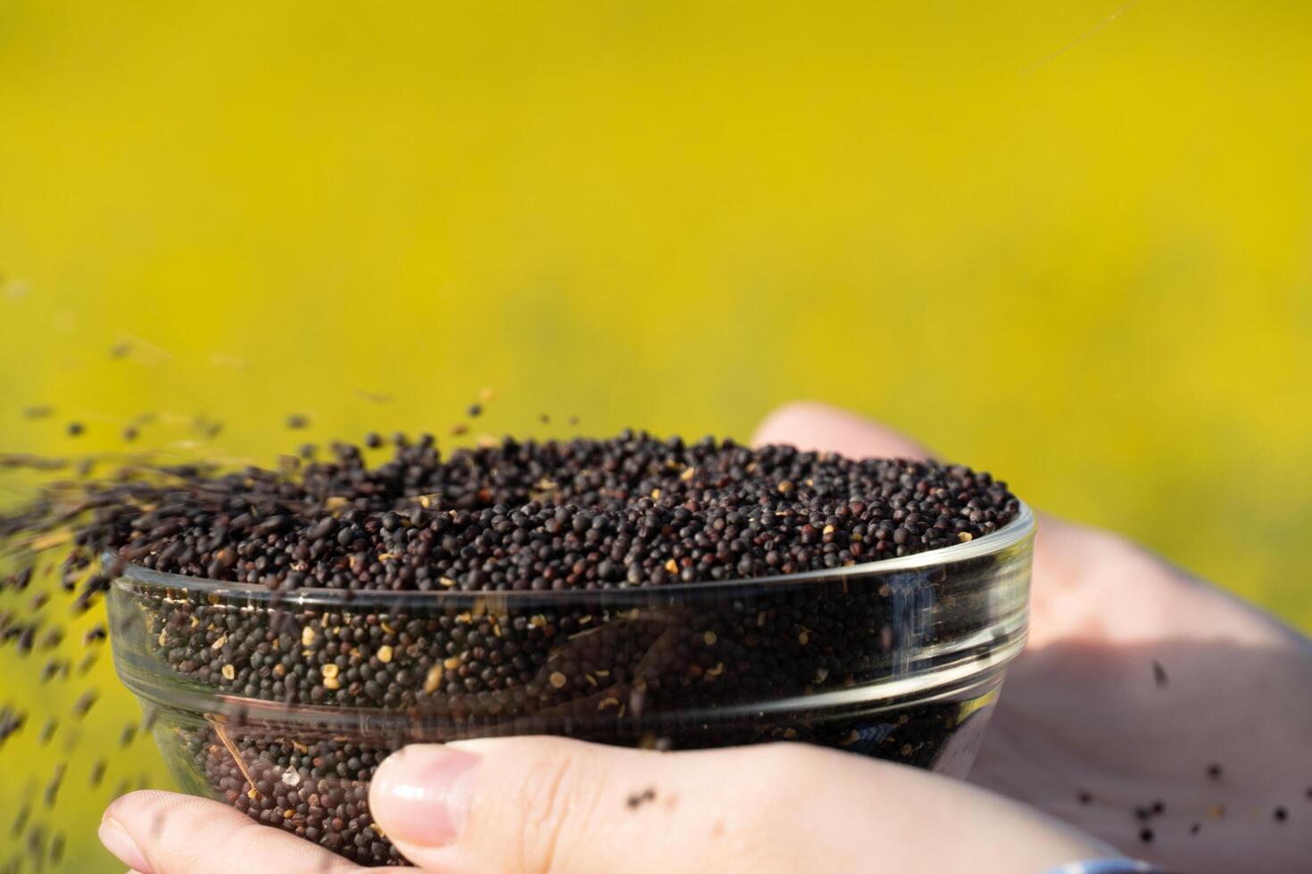 A person is holding a bowl of mustard seeds photo