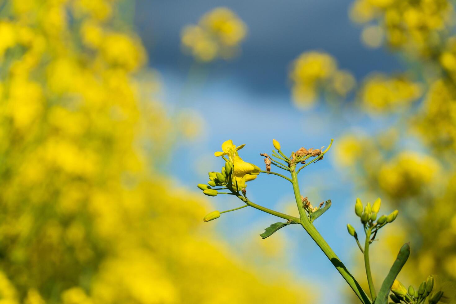 A close up of a yellow flower in a field photo
